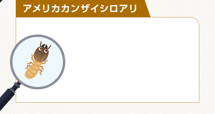 アメリカカンザイシロアリ