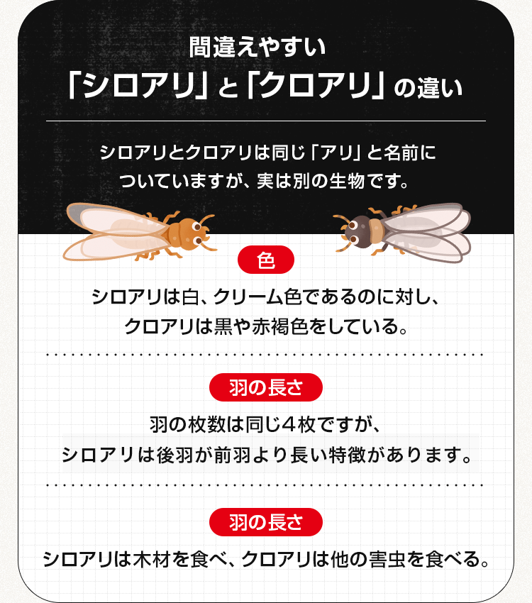 間違えやすい「シロアリ」と「クロアリ」の違い